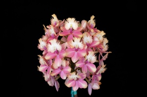 Epidendrum Pacific Charisma  Ooo La La AM/AOS 82 pts.